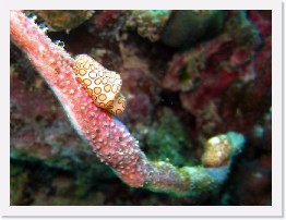 IMG_2054-crop * Flamingo Tongues (Cyphoma gibbosum) * 2214 x 1661 * (452KB)