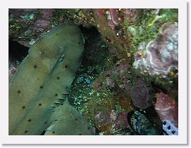 MVI_2770 * VIDEO- HUGE Horn Shark * 160 x 120 * (9.4MB)