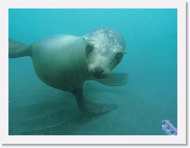 AnacapaSeaLions-sm * VIDEO: Anacapa Sea Lions * 1 x 1 * (60.59MB)