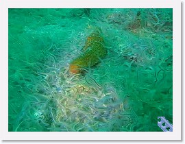 MVI_3280 * VIDEO: Anacapa Brittle Star Fields * 1 x 1 * (11.23MB)