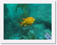 MVI_3871 * VIDEO: Catalina Kelp Forest * 160 x 120 * (44.52MB)