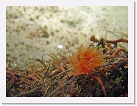 IMG_5206-crop * Dirona Picta nudibranch * 2384 x 1788 * (731KB)