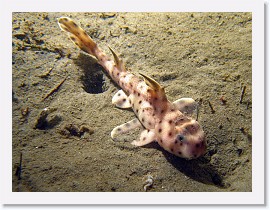 IMG_5210-crop * Horn Shark (juvenile) * 2673 x 2005 * (1.35MB)