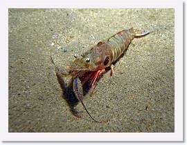 IMG_5231-crop * Target Shrimp (Sicyonia penicillata) * 2520 x 1890 * (934KB)