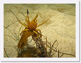 IMG_5234-crop * Northern Kelp Crab (Pugettia producta) * 2430 x 1823 * (834KB)