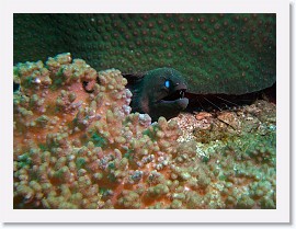 IMG_7257-crop * Giant Moray (Gymnothorax javanicus) * 2483 x 1862 * (1.11MB)