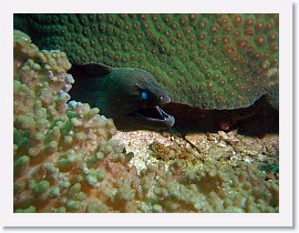 IMG_7263-crop * Giant Moray (Gymnothorax javanicus) * 3264 x 2448 * (1.92MB)