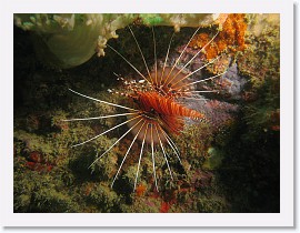 IMG_7290 * Spotfin Lionfish (Pterois antennata) * 3264 x 2448 * (2.37MB)