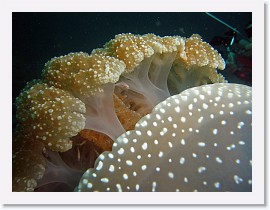 IMG_7298-crop * White-spotted Jellyfish (Phyllorhiza punctata) * 3264 x 2448 * (1.32MB)