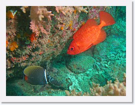 IMG_7306-crop * Redtail butterflyfish (Chaetodon collare), Bloch's Bigeye (Priacanthus blochii) * 2916 x 2187 * (1.8MB)