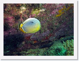 IMG_7321-crop * Indian Redfin Butterflyfish (Chaetodon trifasciatus) * 2384 x 1788 * (1.06MB)