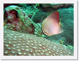 IMG_7327-crop * Triangle butterflyfish (Chaetodon triangulum) * 2592 x 1944 * (1.19MB)