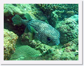 IMG_7334-crop * Balloonfish (Diodon holocanthus) * 2802 x 2102 * (1.73MB)