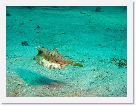 IMG_7363-crop * Long-horn Cowfish (Lactoria cornuta) * 2572 x 1929 * (972KB)