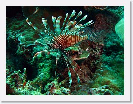 IMG_7412-crop * Common Lionfish (Pterois volitans) * 3264 x 2448 * (1.8MB)