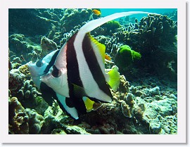 IMG_7442-crop * Pennant coralfish (Heniochus acuminatus) * 2883 x 2162 * (1.38MB)