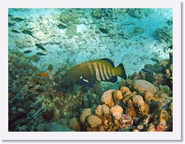 IMG_7446-crop * Peacock Grouper (Cephalopholis argus) (pale phase) * 2496 x 1872 * (1.35MB)