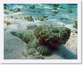 IMG_7450-crop * Reef Stonefish (Synanceia verrucosa) * 2592 x 1944 * (1.42MB)