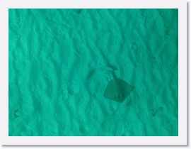 IMG_7458-crop * Blue-Spotted Stingray (Dasyatis kuhlii) * 2440 x 1830 * (673KB)