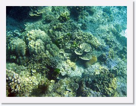 IMG_7467-crop * Healthy hard corals * 3264 x 2448 * (2.16MB)