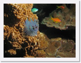 IMG_7496-crop * Christmas Tree Worm (Spirobranchus giganteus) * 2634 x 1976 * (748KB)