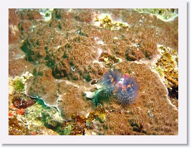 IMG_7510-crop * Christmas Tree Worm (Spirobranchus giganteus) * 2160 x 1620 * (850KB)