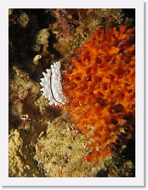 IMG_7516-crop * Phyllidiella rudmani nudibranch * 1710 x 2280 * (799KB)