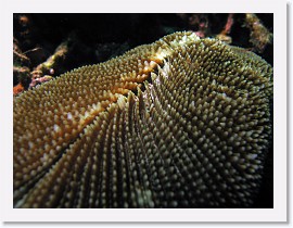 IMG_7518-crop * Mushroom Coral (Fungia fungitis) * 2980 x 2235 * (1.14MB)