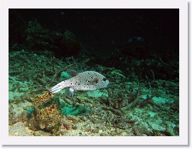 IMG_7543-crop * Blackspotted puffer (Arothron nigropunctatus) * 1992 x 1494 * (749KB)