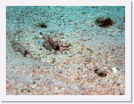 IMG_7565-crop * Steinitz' Shrimpgoby (Amblyeleotris steinitzi) * 2073 x 1555 * (869KB)