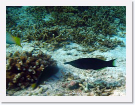 IMG_7582-crop * Bird Wrasse (Gomphosus varius) * 2136 x 1602 * (826KB)