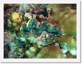 IMG_7586-crop * Squamose Giant Clam (Tridacna squamosa) * 2796 x 2097 * (1.35MB)