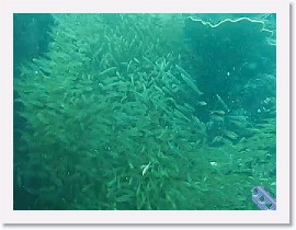 MVI_7697-Glassfish * VIDEO: Largespined Glassfish (Ambassis macracanthus) * 1 x 1 * (10.66MB)