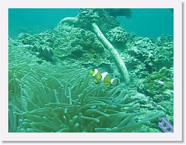 MVI_7813-ClownAnemonefish * VIDEO: False Clown Anemonefish * 1 x 1 * (2.02MB)