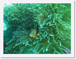 MVI_7904-TomatoAnemonefish * VIDEO: Tomato Anemonefish, zooming around their home Anemone * 1 x 1 * (7.96MB)