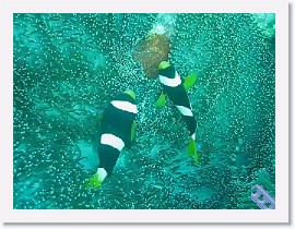 MVI_7921-AnemonefishTendingEggs * VIDEO: Clark's Anemonefish, tending their patch of eggs * 1 x 1 * (12.99MB)