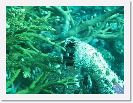 MVI_7938-SeaCucumber * Sea Cucumber * 1 x 1 * (8.39MB)