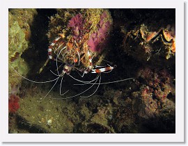 IMG_7633-crop * Banded Boxer Shrimp (Stenopus hispidus) * 2320 x 1740 * (861KB)