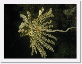 IMG_7638 * Crinoid Feather Star * 3264 x 2448 * (1.97MB)