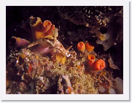 IMG_7648-crop * Hypselodoris krakatoa * 2877 x 2158 * (930KB)