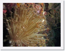 IMG_7651-crop * Coral (Goniopora spp.) * 3264 x 2448 * (1.44MB)