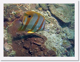 IMG_7658-crop * Long-beaked Coralfish (Chelmon rostratus) * 2622 x 1967 * (1.46MB)