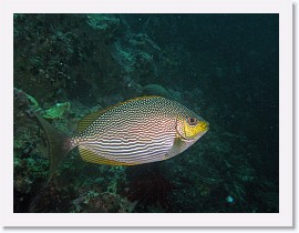 IMG_7662-crop * Java Rabbitfish (Siganus javus) * 2908 x 2181 * (1.23MB)