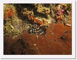 IMG_7663-crop * Zebra Moray (Gymnomuraena zebra) * 2670 x 2003 * (1.16MB)