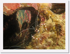 IMG_7677-crop * Banded Boxer Shrimp (Stenopus hispidus) * 2563 x 1922 * (972KB)