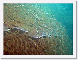 IMG_7701-crop * Largespined Glassfish (Ambassis macracanthus) * 3212 x 2409 * (1.68MB)