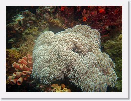 IMG_7703-crop * Coral polyps (Anthelia sp.) * 3195 x 2396 * (1.75MB)