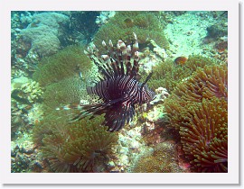 IMG_7708-crop * Common Lionfish (Pterois volitans), Magnificent Sea Anemone (Heteractis magnifica), Skunk Anemonefish (Amphiprion akallopisos) * 2968 x 2226 * (1.54MB)