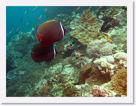 IMG_7710-crop * White Collar Butterflyfish (Chaetodon collare) * 3000 x 2250 * (1.57MB)