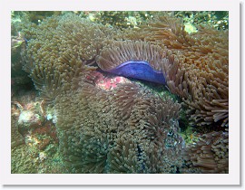 IMG_7716-crop * Magnificent Sea Anemone (Heteractis magnifica) * 3264 x 2448 * (1.78MB)